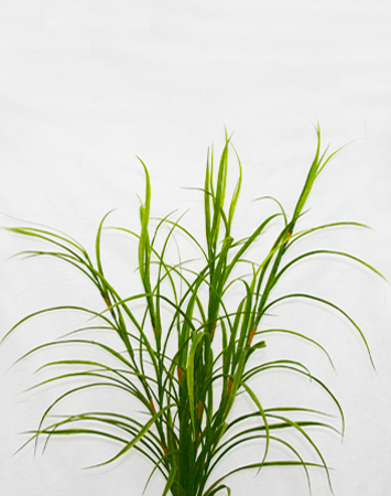 3-tall-art-grass-clump450