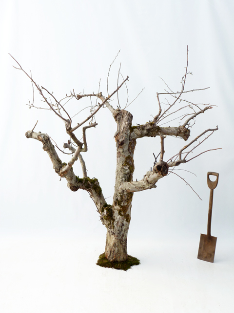 Apple-tree-stock.-various-sizes.--H120-250cm