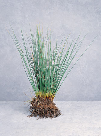 Marsh Grass