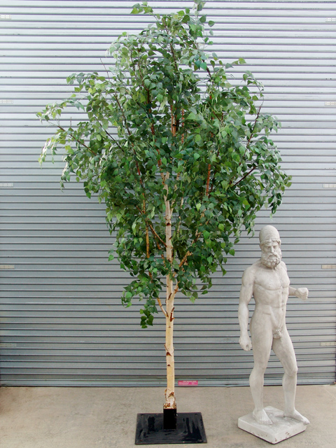 Silver-birchtreed.-H360cm