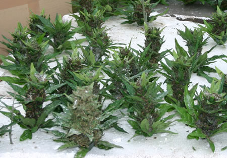 Artificial Marijuana Plants & Buds