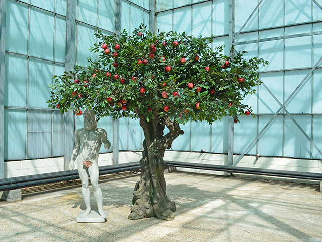 Apple Tree<br>3m wide x 3m tall