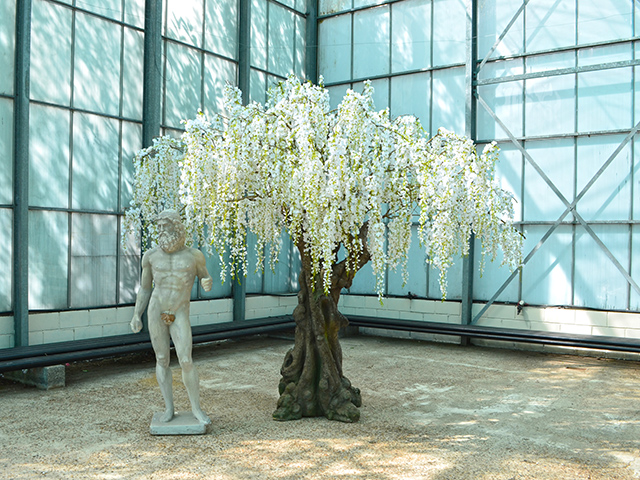 White Wisteria Tree<br>3m wide x 3m tall