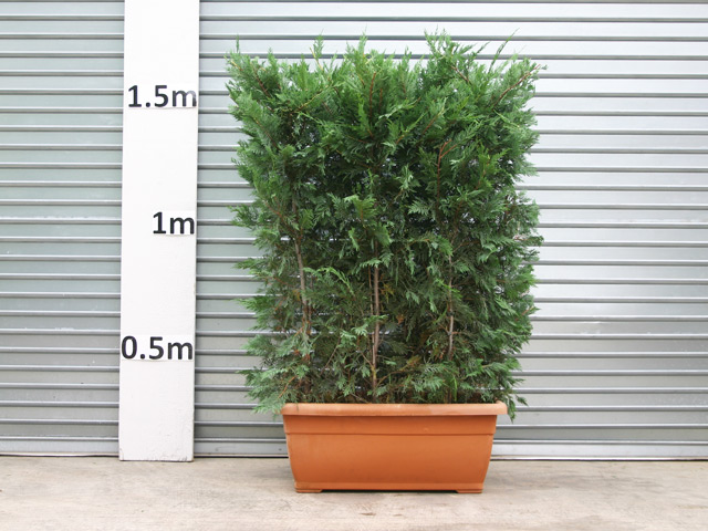 1.5m tall Conifer Hedge
