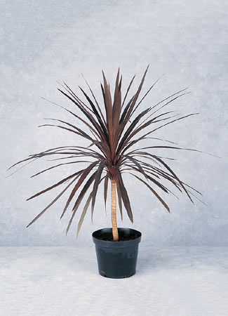 Red Cordylines