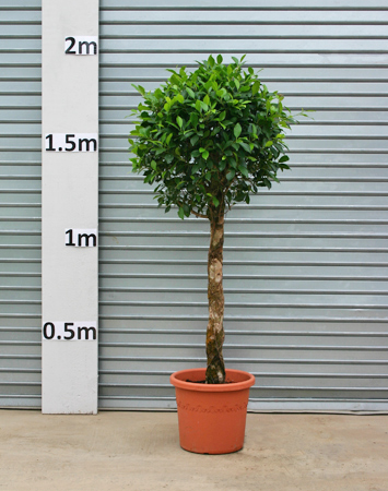 Ficus Standard