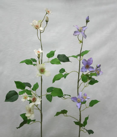 Clematis Stems