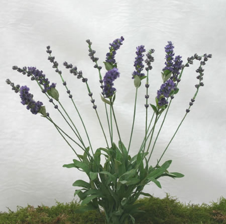Lavender Bushes