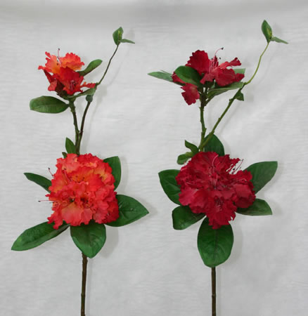 Rhododendron Stems