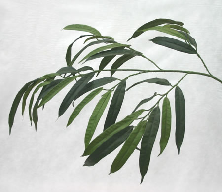 Ficus Longefolia