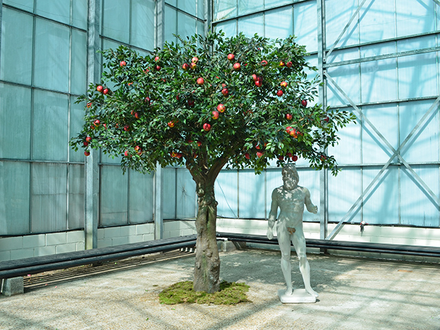 Apple Tree<br>4m wide x 4m tall