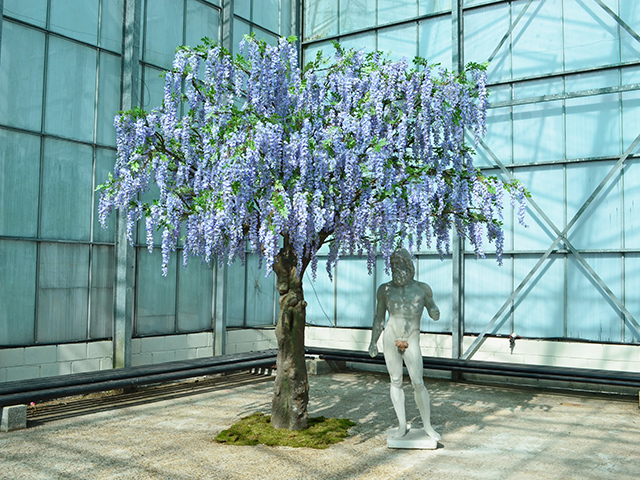 Lilac Wisteria Tree<br>4m wide x 4m tall