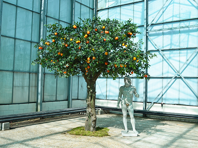 ns-noext-orange_tree.web