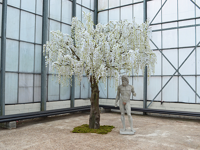White Wisteria Tree<br>4m wide x 4m tall