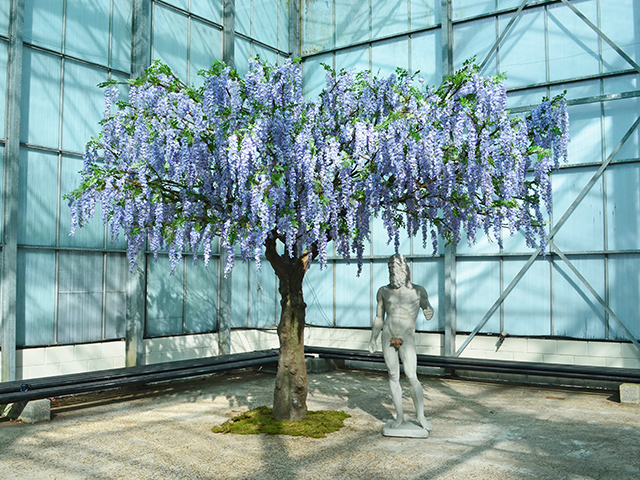 Lilac Wisteria Tree<br>5m wide x 4m tall