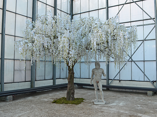 White Wisteria Tree<br>5m wide x 4m tall
