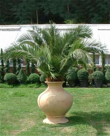 Ali Baba Palm