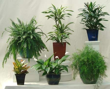 Assorted Ferns