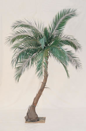 Desert Island Palm Tree