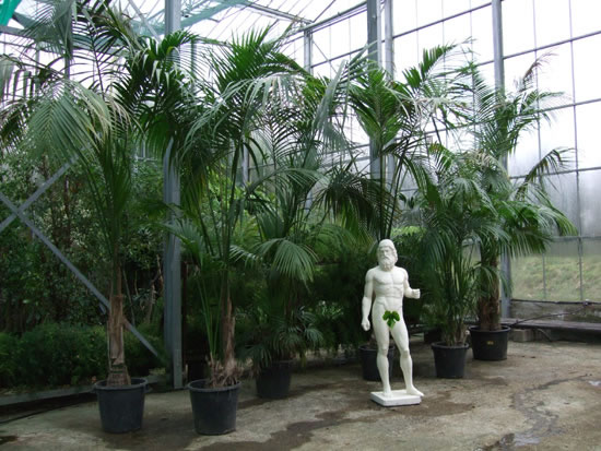 Giant Kentia Palm
