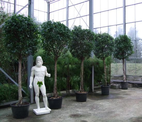 Ficus Mopheads Large