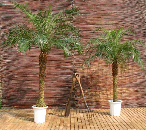 Phoenix Roebelenii Palm Tree