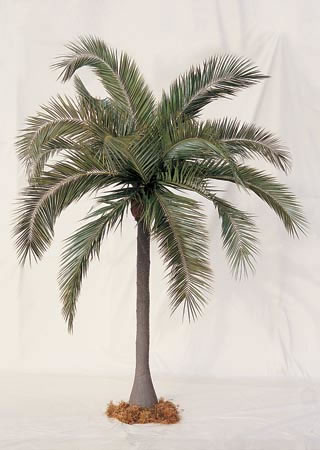 WB Palm Trees