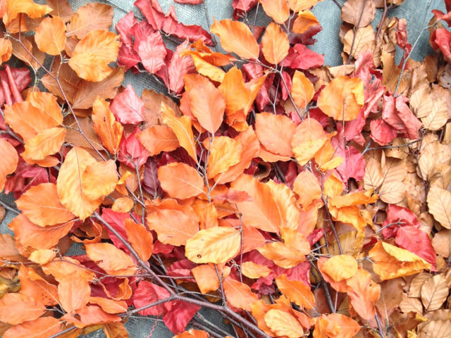 Preserved Autumn Leaves