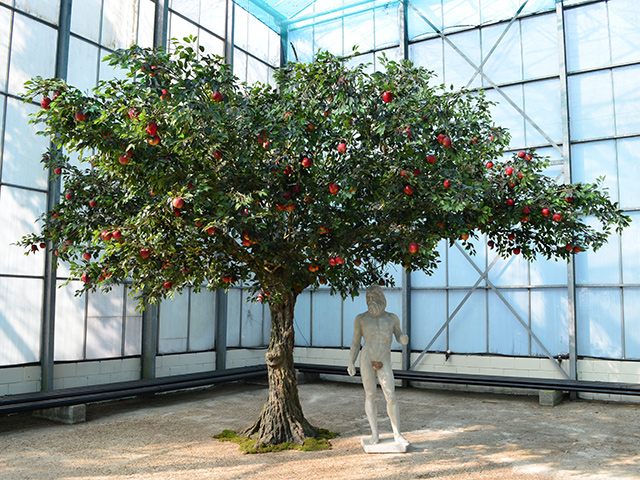 Apple Tree<br>8m wide x 5m tall