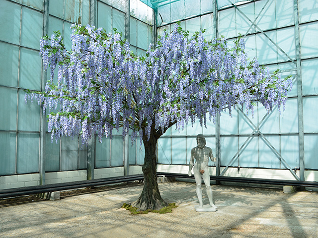 Lilac Wisteria Tree<br>8m wide x 5m tall