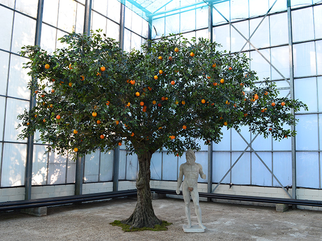 Orange Tree<br>8m wide x 5m tall