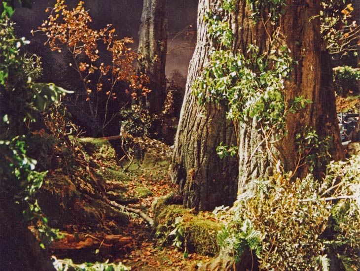 Giant artificial tree trunks, cut trees & branches and moss & ferns were used to create this woodland landscape for a music video.