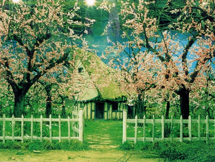 Sleepy Hollow - Apple Blossom Orchard. Real grubbed out apple orchard trees dressed with artificial blossom foliage create a convincing orchard feel for this film set.