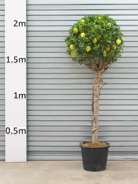 Palmbrokers Catalogue Indoor Trees For Hire Lemon Tree Lemon Tree